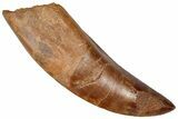 Serrated Carcharodontosaurus Tooth - Partial Root #359404-1